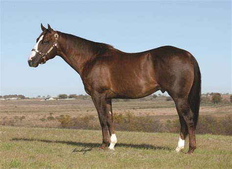royal6666|royal fletch stallion.